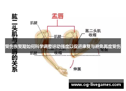 受伤恢复期如何科学调整运动强度以促进康复与避免再度受伤